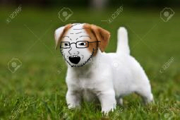 soyakDog.webp