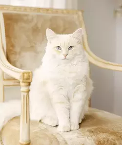 cat65465464.webp