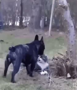 Cat slams a dog into the ground.gif