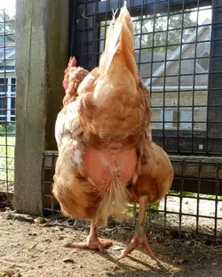 Agnes-red-bottom.webp
