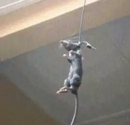 RATATTOUILE RAT.webp