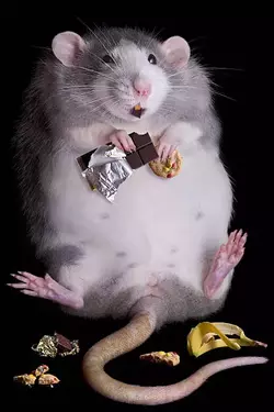 fat rat.webp
