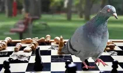 1747555095525.webp
