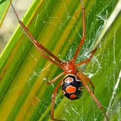 C0338768-Red_Widow_Latrodectus_bishopi_-e5cbe47.webp