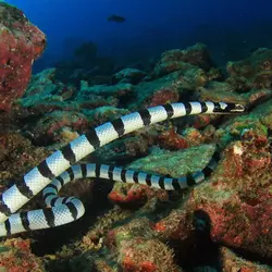 shutterstock_rich_carey_banded_sea_krait.webp