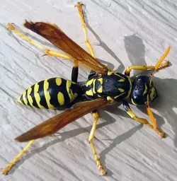 1paper-wasp-withoutblueborder.webp