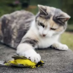 Cats_Event_Thumb.webp