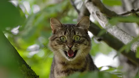 котэ-1315.webp