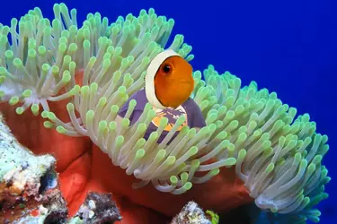 Emily Fish.webp