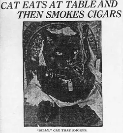 billy the cat.webp