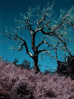 2825. DSC08325.webp