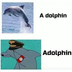 adolfin.webp