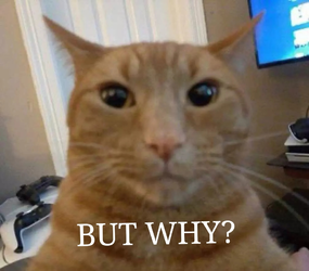 but why (1).webp