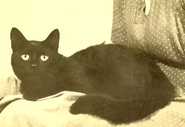 cat.webp
