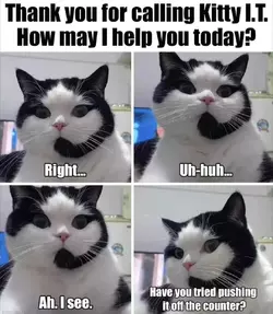 cat call center.webp
