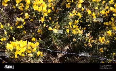 barbed wire bush.webp
