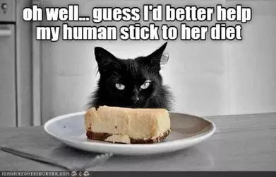 cat helps human diet.webp