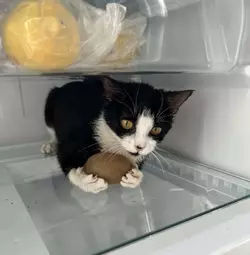 FTnJbcbWUAIdt9w.webp