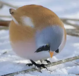 bearded reedling 2.webp