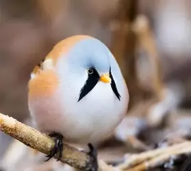 bearded reedling 3 .webp