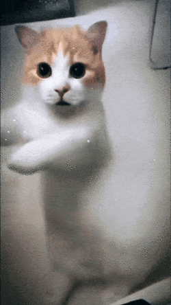 1747233448678925.gif