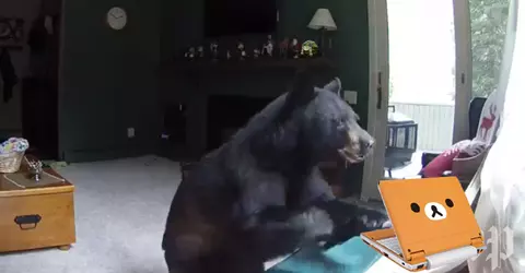 bearcomputer.webp