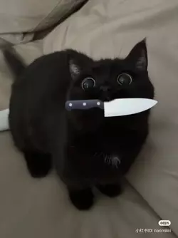 knif.webp