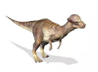 X3dtWWVVZWJQODA9.webp