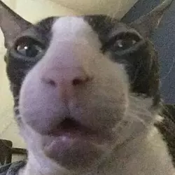 1638487717271.webp