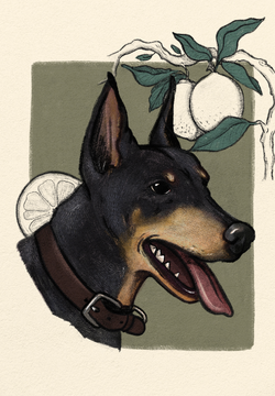 Kelpie.webp