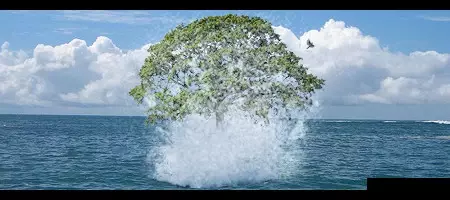 tree2.webp