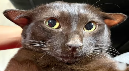squish.webp