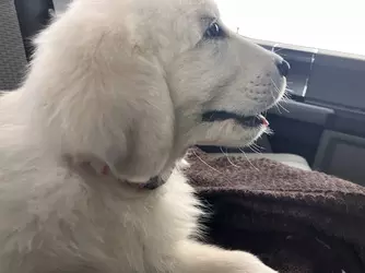 pupper.webp