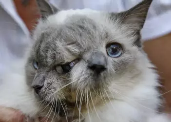 2FaceCats.webp