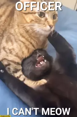 cat-george-floyd-officer-i-cant-meow.webp