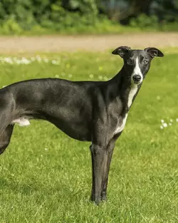 csm_082017_Rassefoto_Whippet_6b18e1f94d.webp