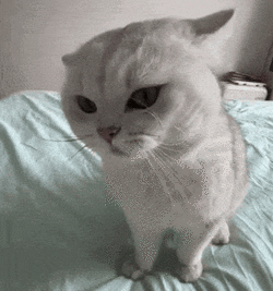 cat-cat-bonk.gif