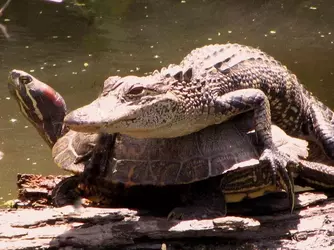 alligator-hitching-a-ride-on-a-turtle-betty-berard-340635755.webp