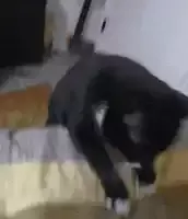 cat-wiggle.webp