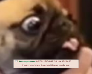 nick rekieta pug.webp