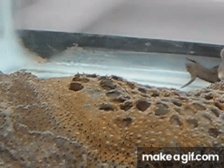 s8dmVa.gif