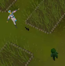 tranny-runescape1.webp