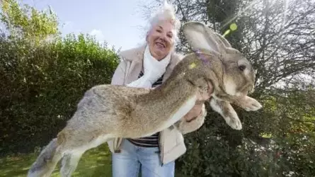 worlds-largest-rabbit-2.webp