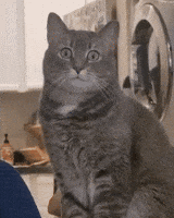 meow confessions.gif