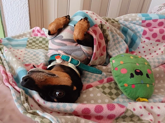claudio dog tube.webp