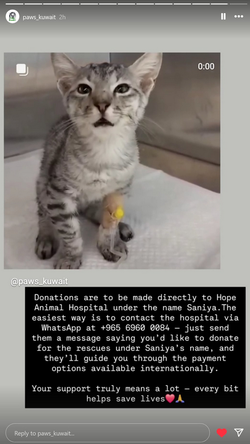 paws 2.webp