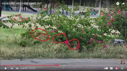 cats in bush.webp cats in bush.webp