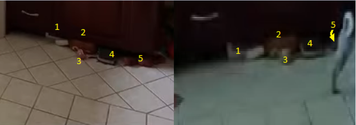 dogtoysithink.webp
