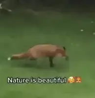 nature-is-beautiful-fox.webp