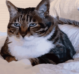 1748445134539478.gif